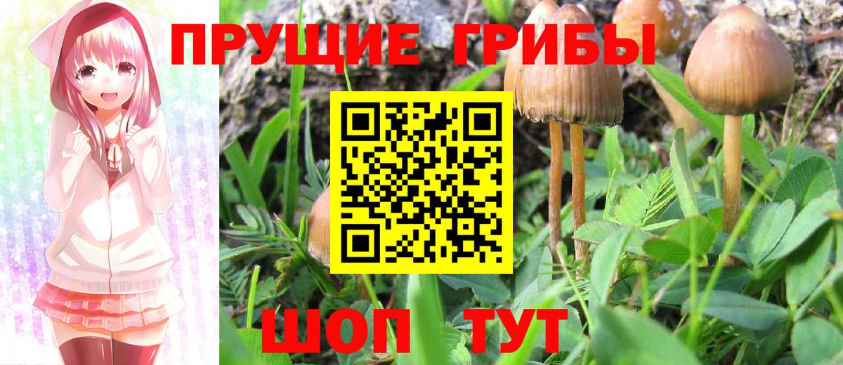 Старый Оскол  Псилоцибиновые грибы мухоморы  Вход с VPN  где найти   Псилоцибиновые грибы Psilocybe 